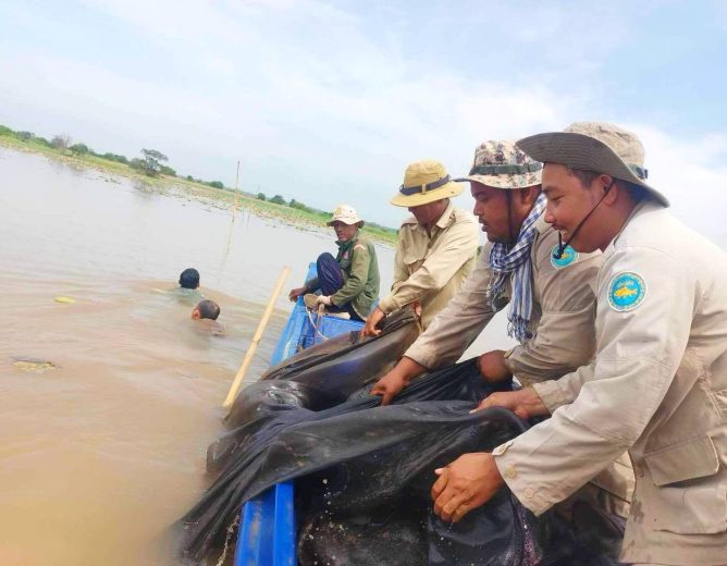 ខណ្ឌរដ្ឋបាលជលផលខេត្តកំពង់ចាម បានសហការជាមួយអាជ្ញាធរស្រុកកំពង់សៀម បានចុះប្រតិបត្តិការត្រួតពិនិត្យ និងបង្រ្កាបបទល្មើសជលផល បានចំនួន ២ករណី